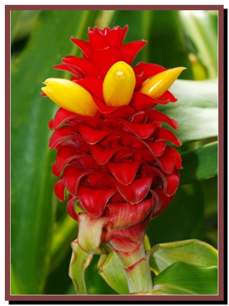 Costus comosus – Red Tower Ginger-وبلاگ کشاورزی