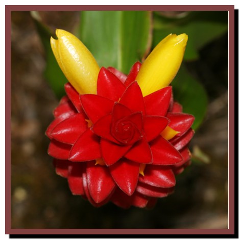 Costus comosus – Red Tower Ginger-وبلاگ کشاورزی