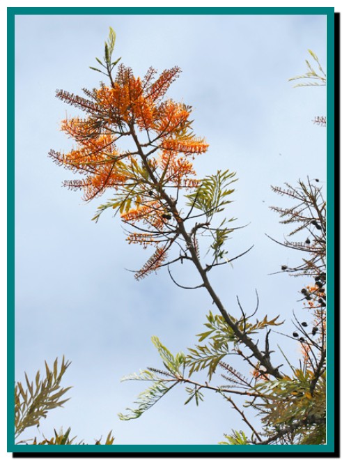 وبلاگ کشاورزی نوینGrevillea robusta – Silk Oak