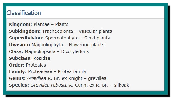 وبلاگ کشاورزی نوینGrevillea robusta – Silk Oak